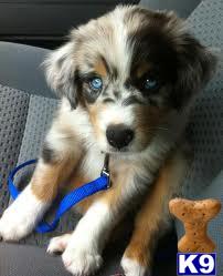 Pyper Picture 1